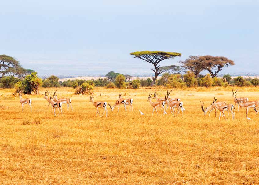 CRUCEROS RV AFRICAN DREAM CRUCERO SAFARI AFRICA CRUCEROS DE LUJO AFRICA VIAJES DE NOVIOS SAFARI CRUCEROS ZAMBEZE CRUCEROS CHOBE AFRICAN DREAM CRUISES CROISIERE CROISIEUROPE AFRICAN DREAM CRUISES CROISIERE AFRIQUE CROISIEUROPE AFRICAN DREAM BATEAU CRUCEROS RIOS AFRICA VIAJES DE NOVIOS AFRICA LUNAS DE MIEL SAFARI AFRICA CRUCEROS EXPLORACION NATURAL CRUCEROS AVENTURA VIAJES AVENTURA VIAJES EXPLORACION #Lunasdemiel #viajesdenovios #viajesunicos #viajesexploracion #agenciasdeviajesespaña #agenciasviajesdenovios #viajesaventura #crucerosafrica #crucerosunicos #viajesromanticos #viajesunicos #viajesnamibia #safariafrica #safariparquenaturalchobe #reservachobe #safarielefantes #safarinovios #safarilunasdemiel #crucerosnovios #descuentoviajesdenovios #ofertaslunasdemiel #crucerosdelujo #crucerosexploracion #cataratasvictoria #lunamielzimbabue #lunamielsudafrica #ReservaChobe